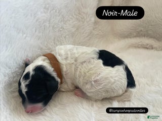 Mini Sheepadoodle dogs Dark green-Noir - Ad 15