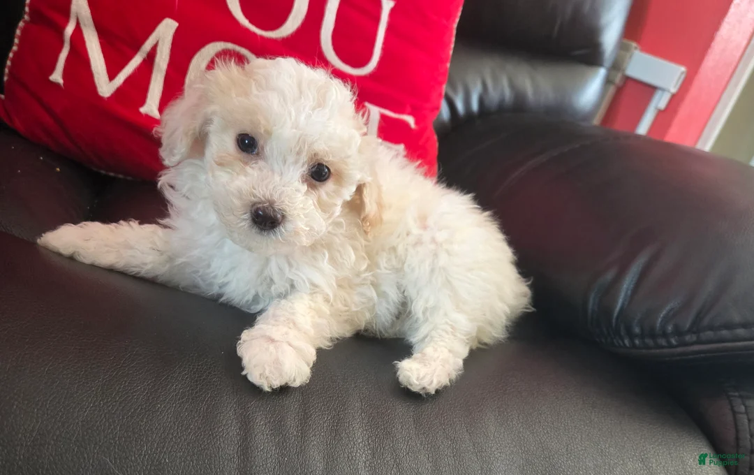 Havapoo dogs for sale: Havapoo Puppy 1 - Ad 4