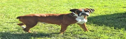 Boxer dogs for sale: Callie - Ad 4