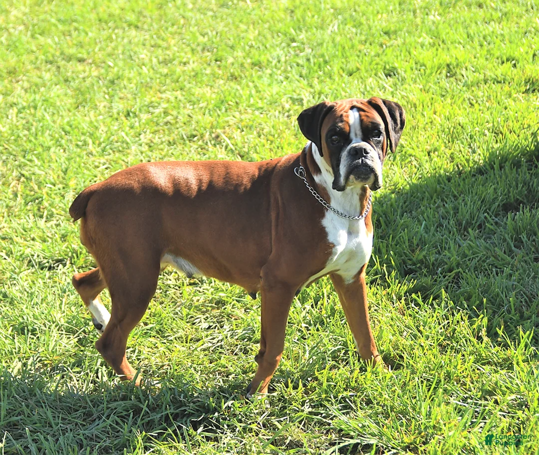 Boxer dogs for sale: Callie - Ad 4