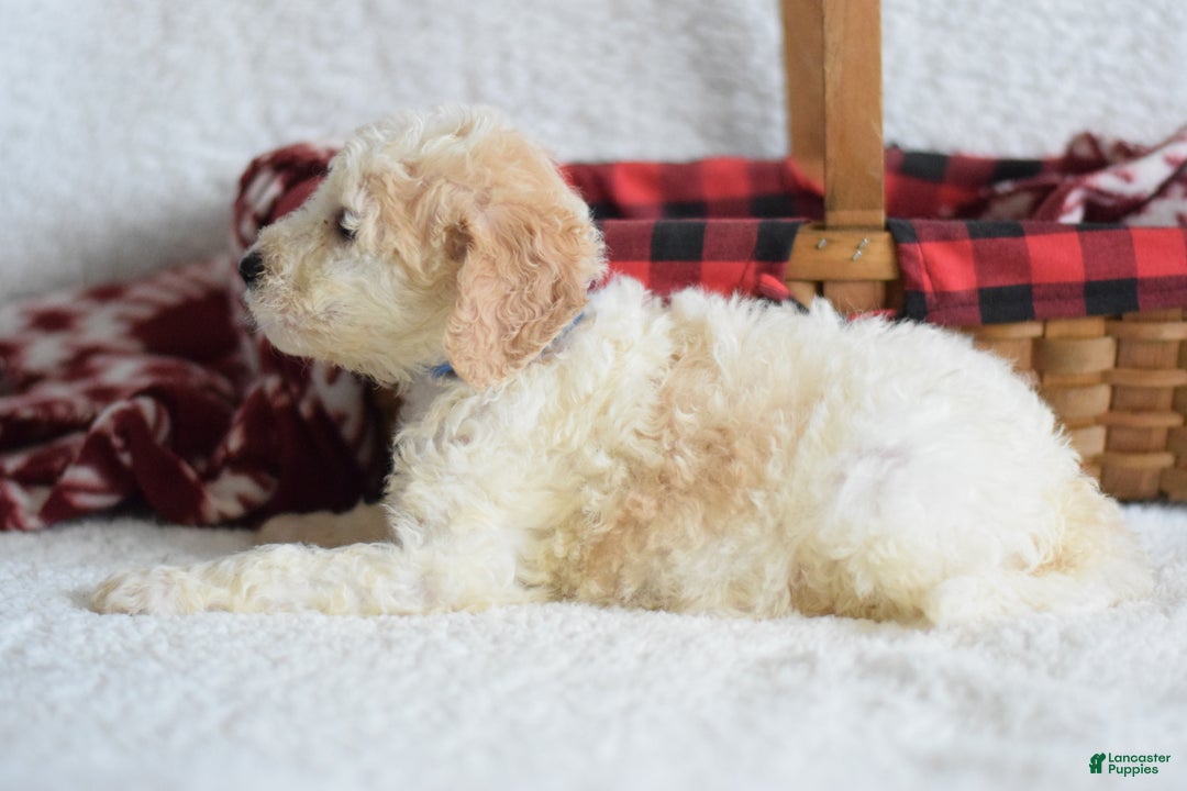 Goldendoodle dogs for sale: Goldendoodle Puppy 9 - Ad 4