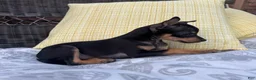 Chihuahua dogs for sale: Brenda - Ad 3