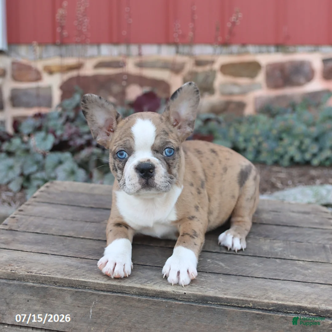 Frenchton dogs for sale: Jill - Ad 3