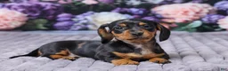 Miniature Dachshund dogs for sale: Sophie - Ad 4