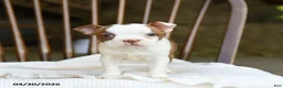 Boston Terrier dogs for sale: Tessa - Ad 5
