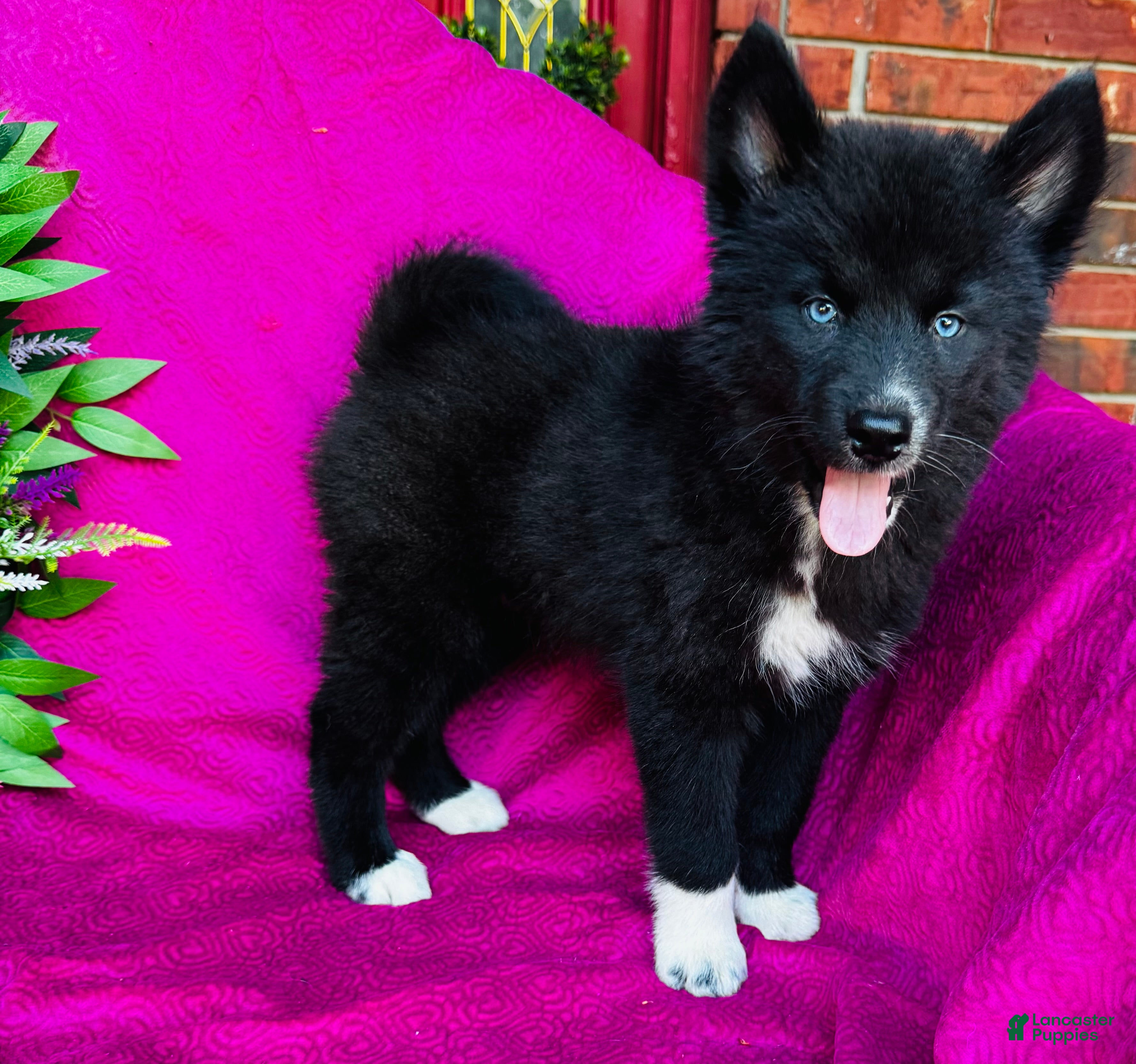 Siberian Husky dogs Zara  - Ad 2