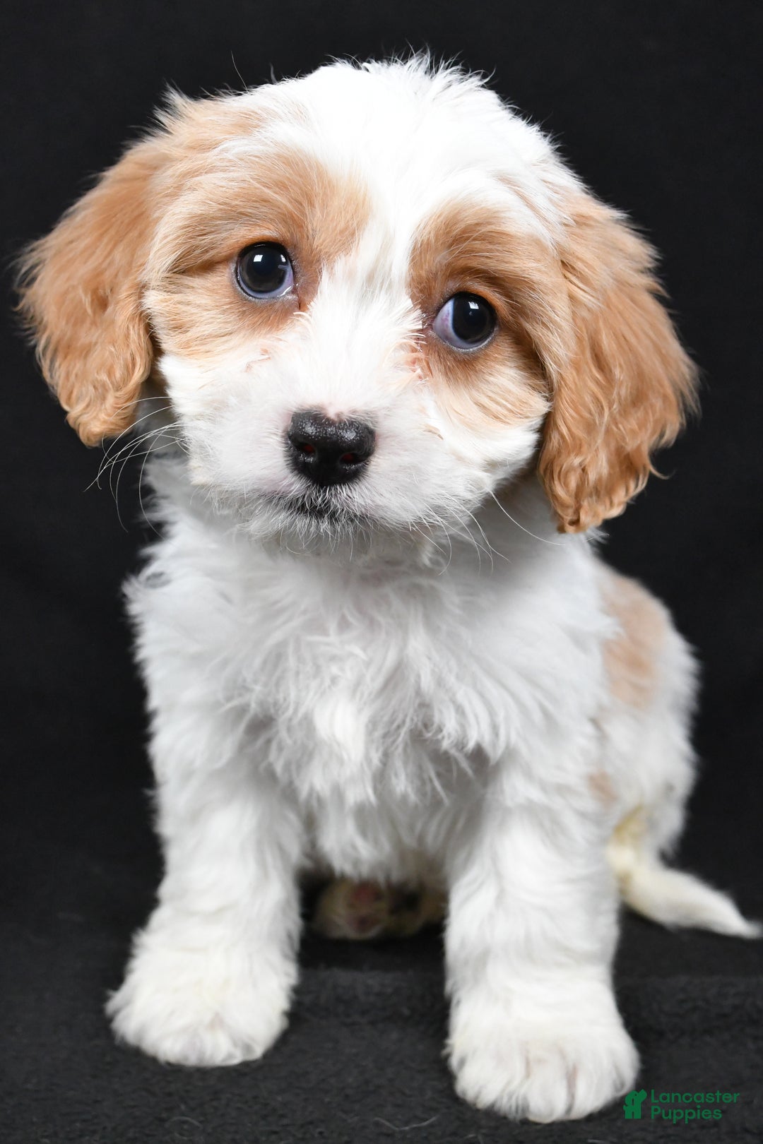 Cavachon dogs for sale: Olive - Ad 8