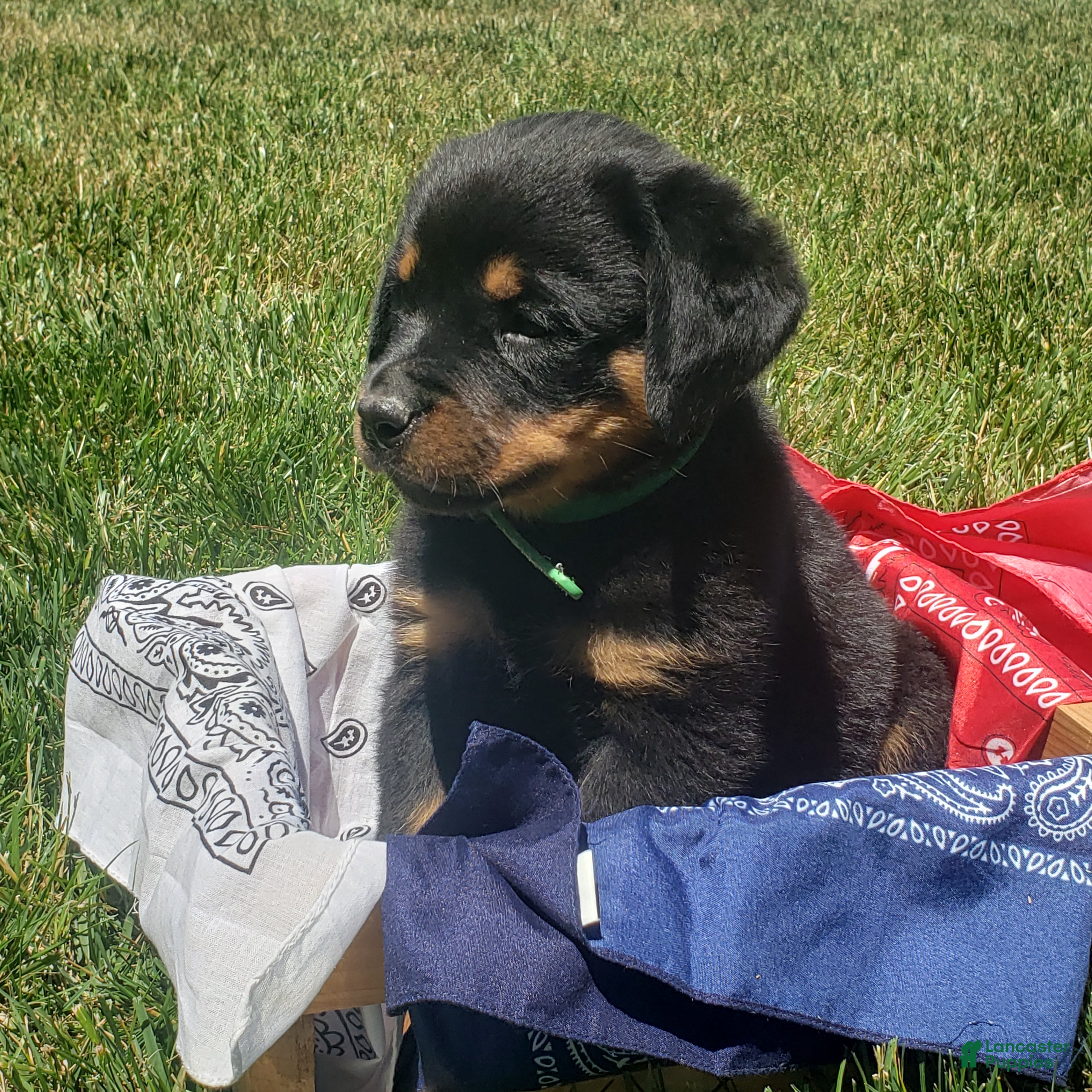 Rottweiler dogs Hunter - Ad 1