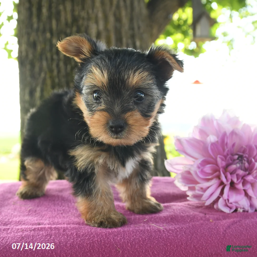 Yorkshire Terrier dogs for sale: Terry - Ad 2