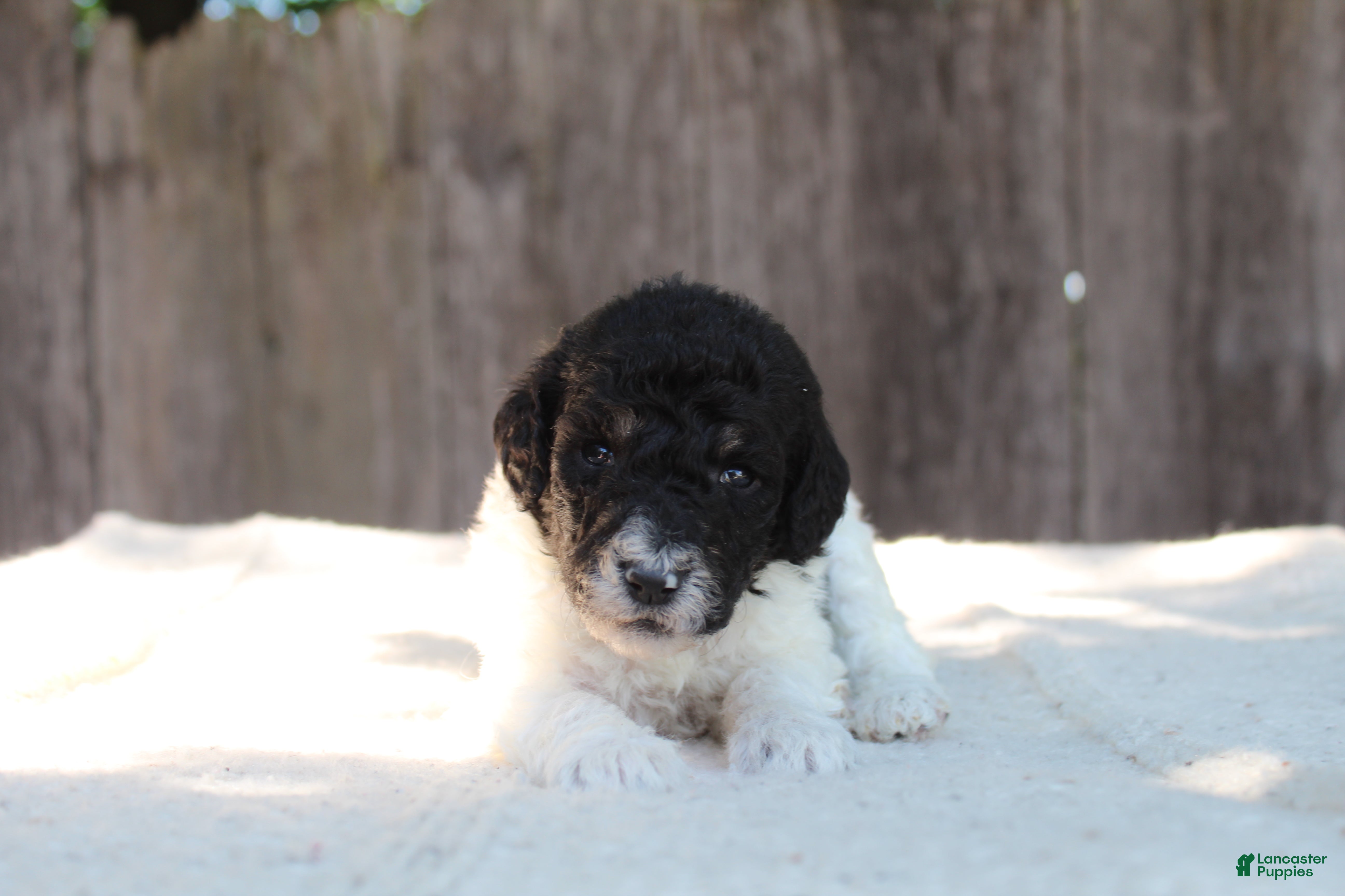 Standard Poodle dogs for sale: Sage AKC standard poodle - Ad 2