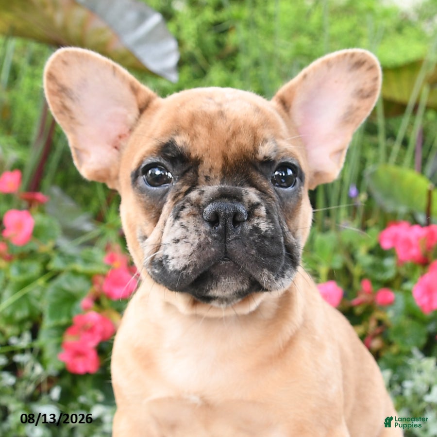 French Bulldog dogs Spencer - Ad 2