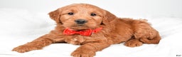 Mini Goldendoodle dogs for sale: Bryson - Ad 5