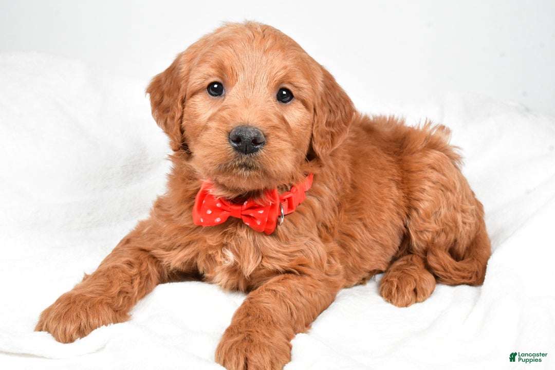 Mini Goldendoodle dogs for sale: Bryson - Ad 5