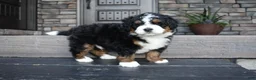 Mini Bernedoodle dogs for sale: Jett - Ad 15