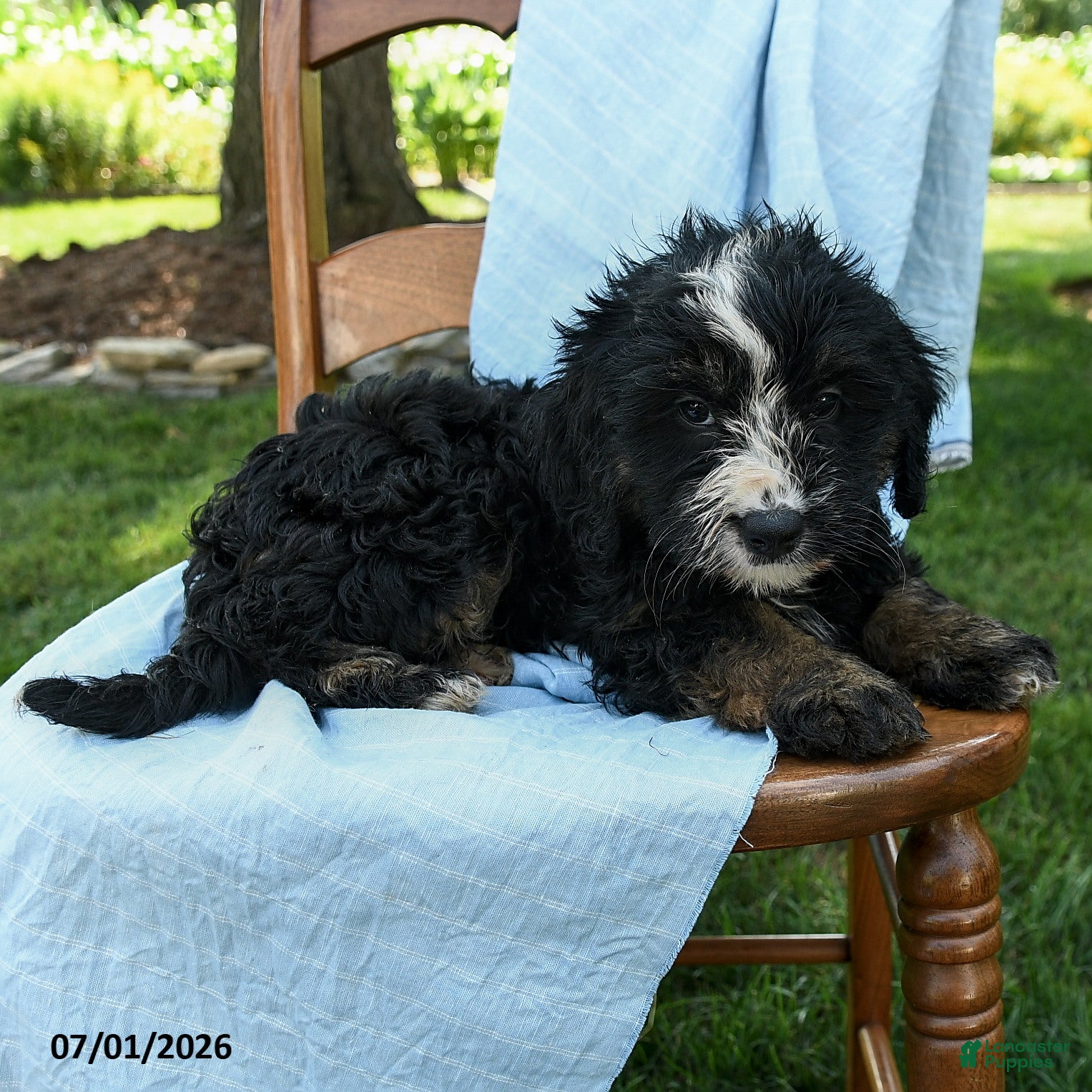 Mini Bernedoodle dogs Ruffles - Ad 2