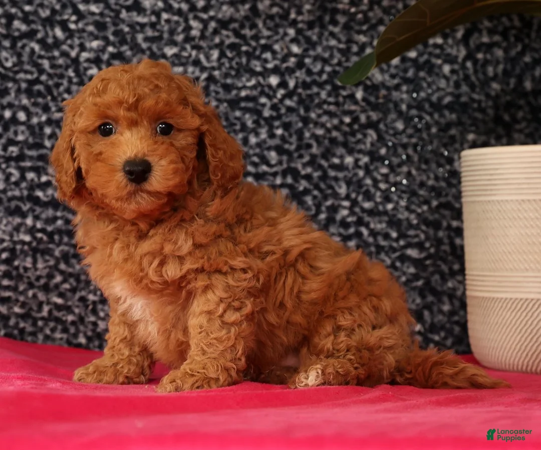 Bichpoo dogs for sale: Felix - Ad 4