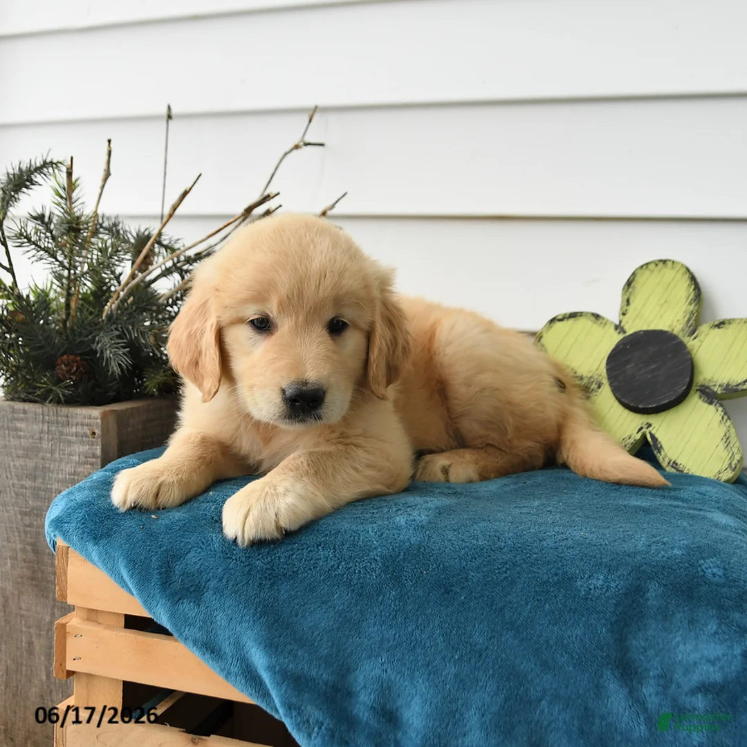 Golden Retriever dogs for sale: Marigold - Ad 2
