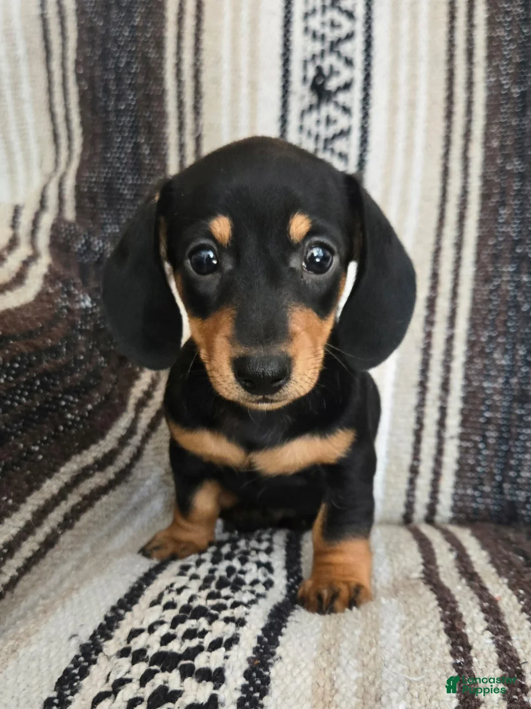 Miniature Dachshund dogs for sale: Elli - Ad 5