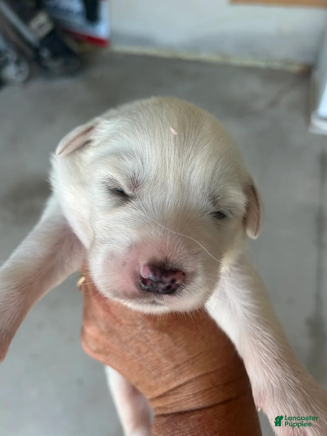 Great Pyrenees dogs for sale: Lucy - Ad 1