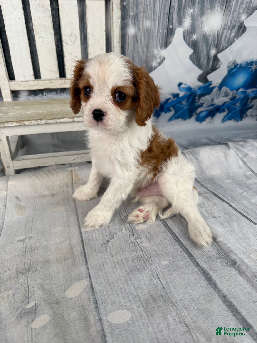 Cavalier King Charles Spaniel dogs for sale: Rascal - Ad 4