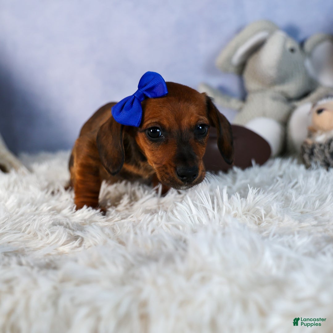 Miniature Dachshund dogs for sale: Cody - Ad 7