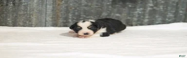Lasandra Miniature Australian Shepherd Puppy 