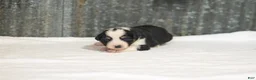 Miniature Australian Shepherd dogs for sale: Lasandra Miniature Australian Shepherd Puppy  - Ad 1