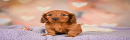 Dachshund dogs for sale: Jax - Ad 4