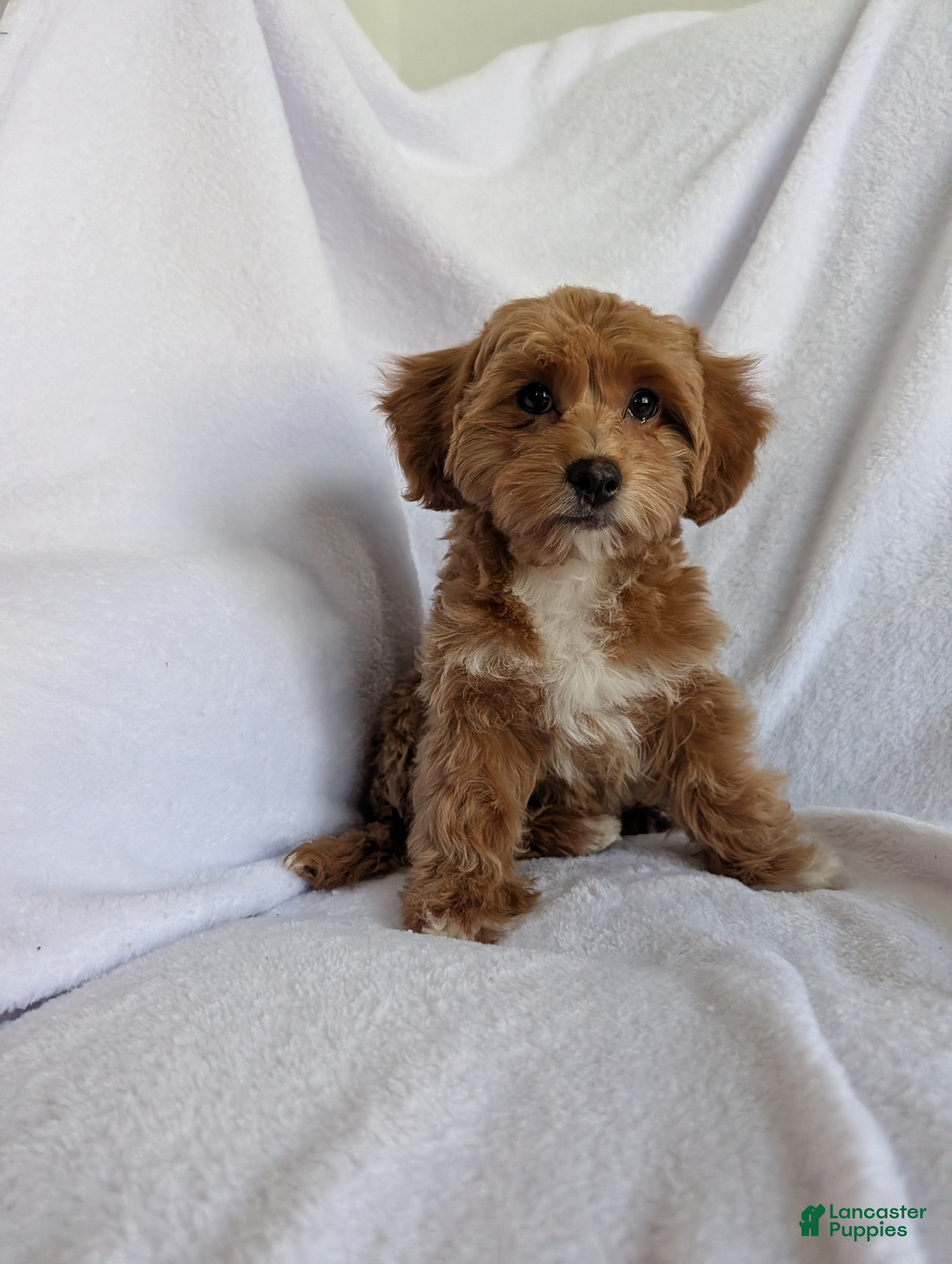 Bichpoo dogs Riley  - Ad 2