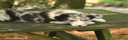 Border Collie dogs for sale: Fancy - Ad 3