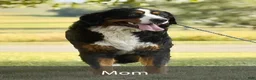 Bernese Mountain Dog dogs for sale: Baxter - Ad 10