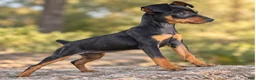 Miniature Pinscher dogs for sale: Tilly - Ad 5