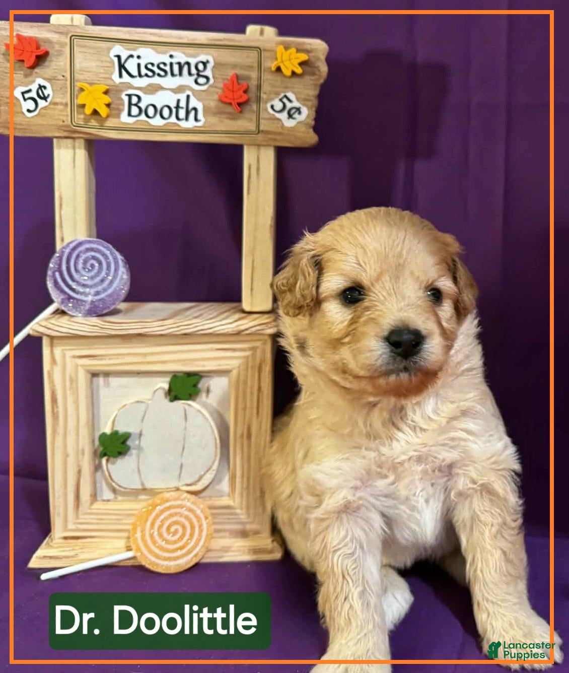 Mixed Breed dogs for sale: Samoyed - Poodle Doodle Sammypoo 1 - Ad 1