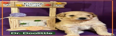 Samoyed - Poodle Doodle Sammypoo 1