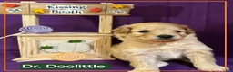 Mixed Breed dogs for sale: Samoyed - Poodle Doodle Sammypoo 1 - Ad 1