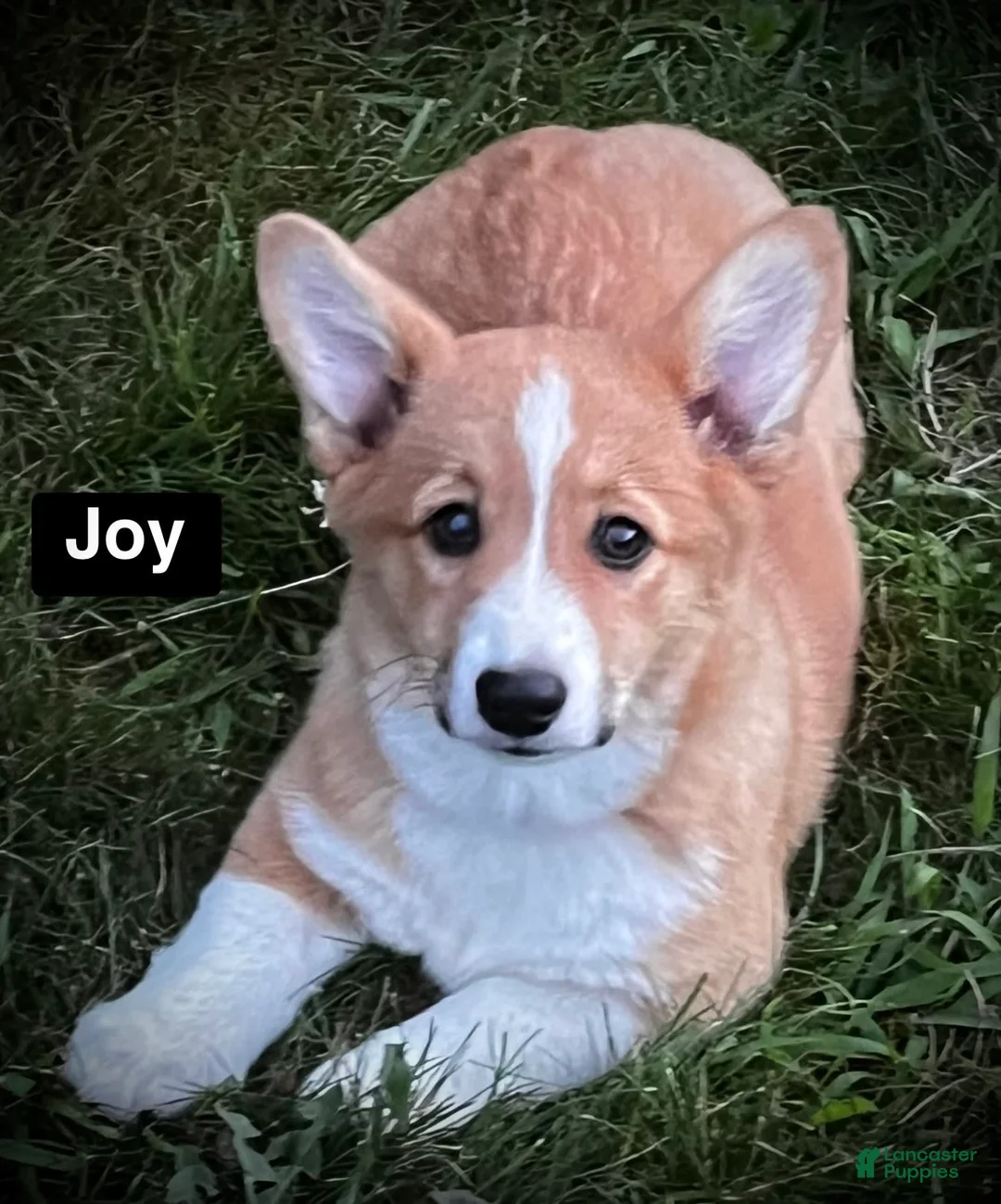 Gallery Image {{count}}