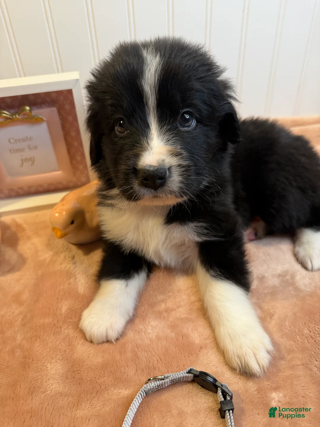 Mixed Breed dogs for sale: Mixed Breed Puppy 5 - Ad 1