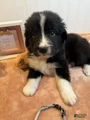 Mixed Breed Puppy 5