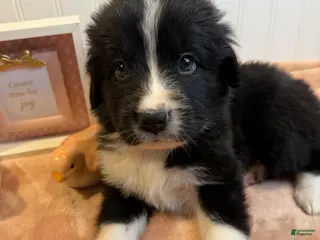 Mixed Breed dogs Mixed Breed Puppy 5 - Ad 17