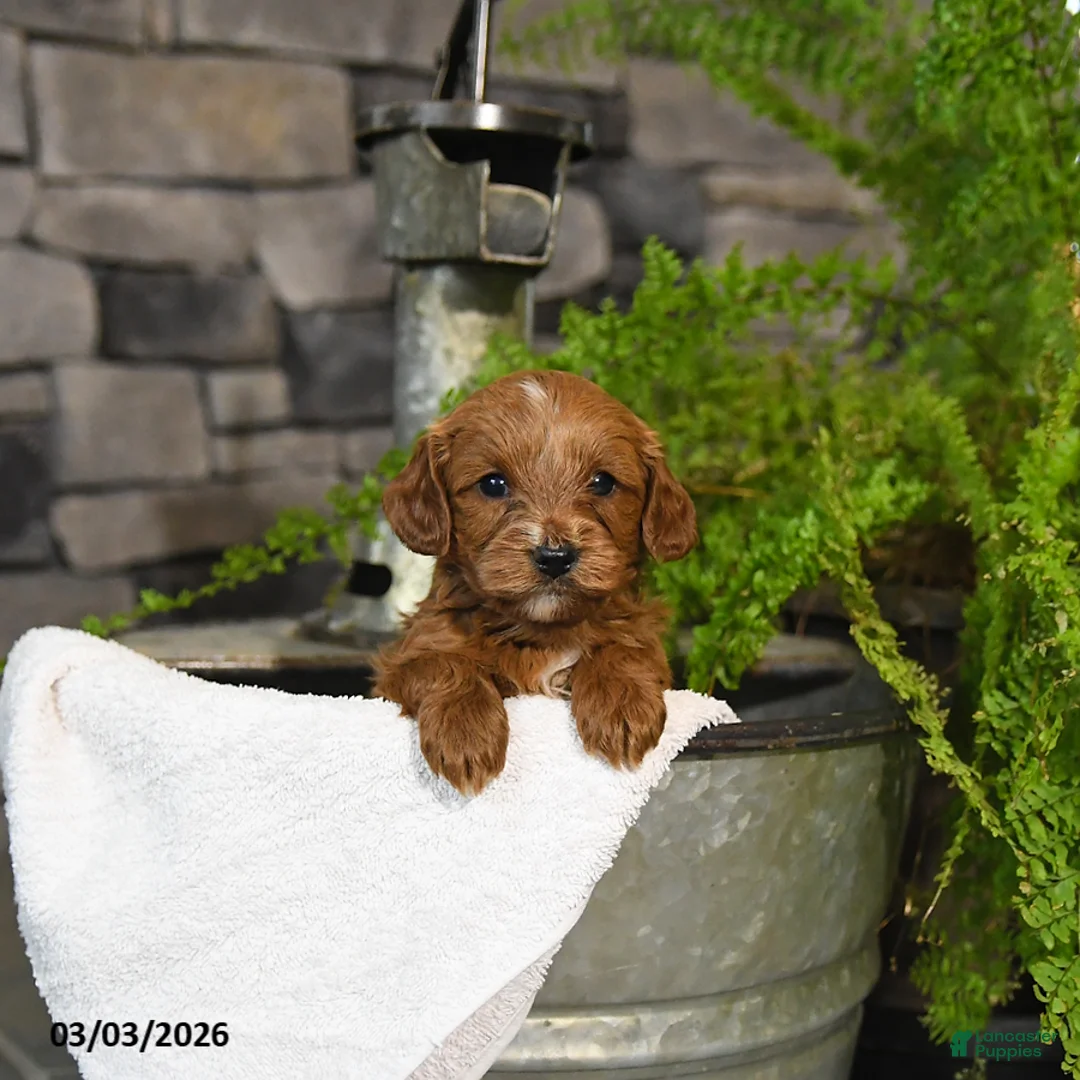 Cavapoo dogs for sale: Tigger - Ad 1