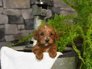Cavapoo dogs for sale: Tigger - Ad 3