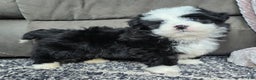 Mini Bernedoodle dogs for sale: Mini Boots - Ad 11