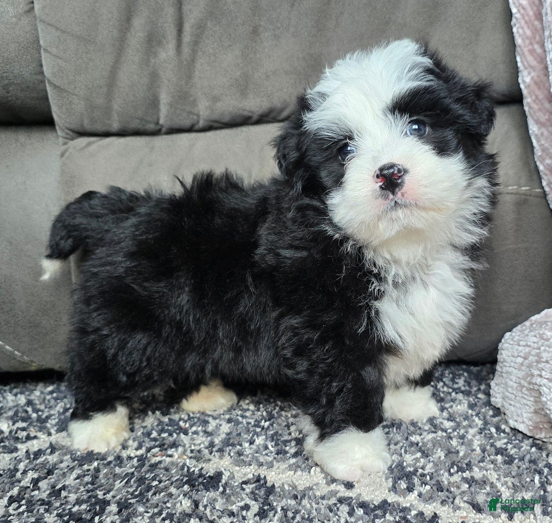 Mini Bernedoodle dogs for sale: Mini Boots - Ad 11