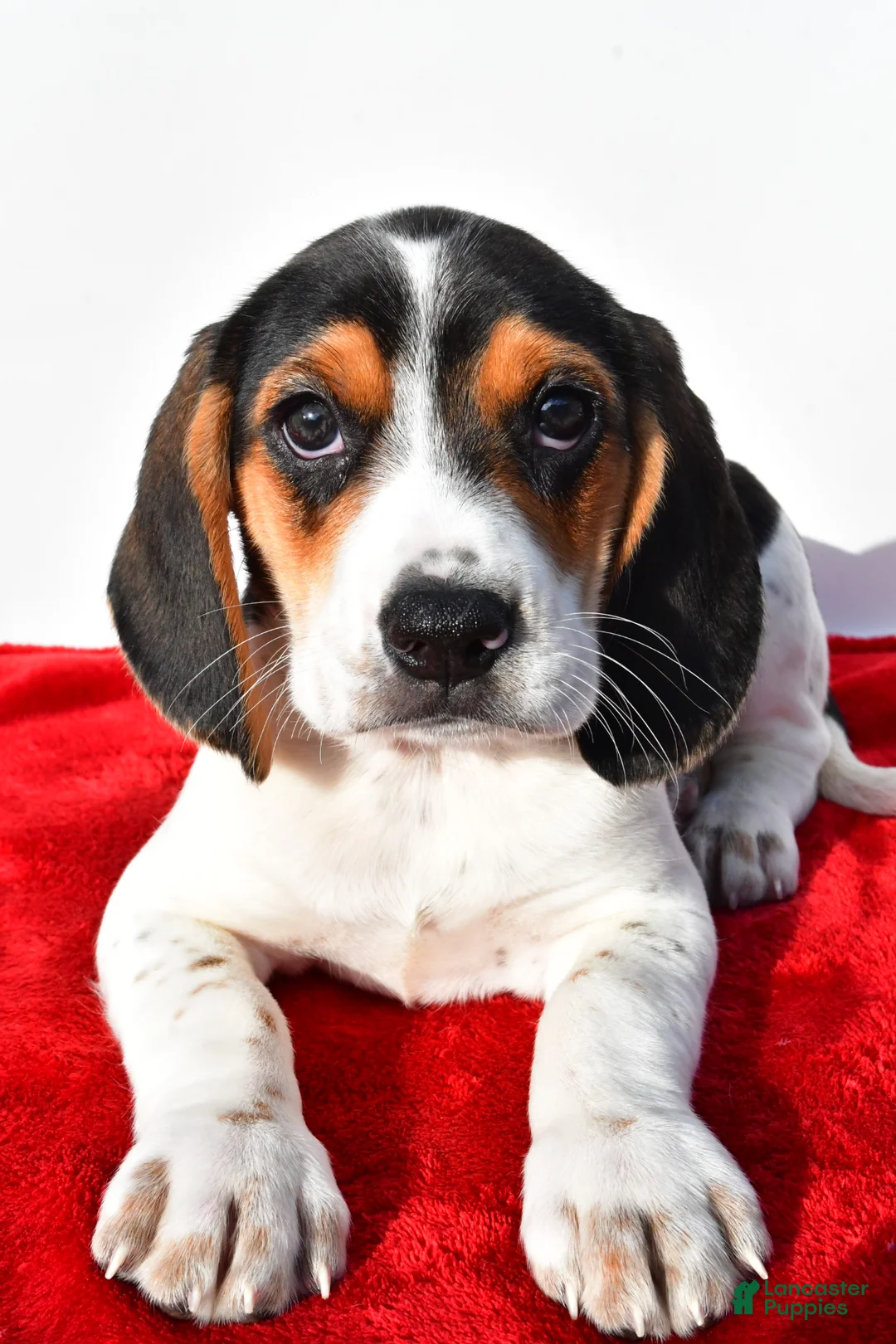 Beagle dogs for sale: Marie - Ad 1