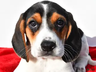 Beagle dogs for sale: Marie - Ad 2