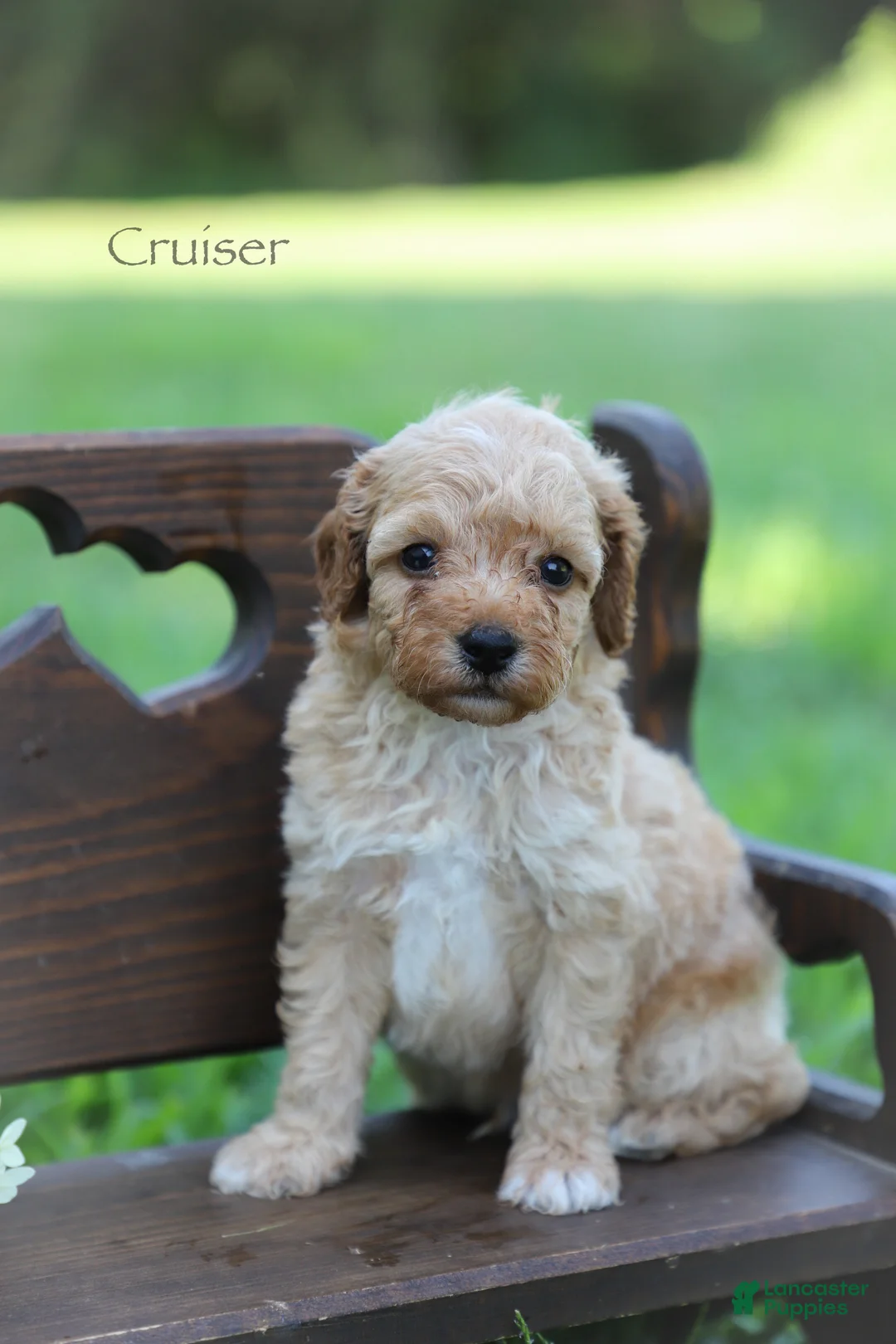 Miniature Poodle dogs for sale: Cruiser - Ad 1