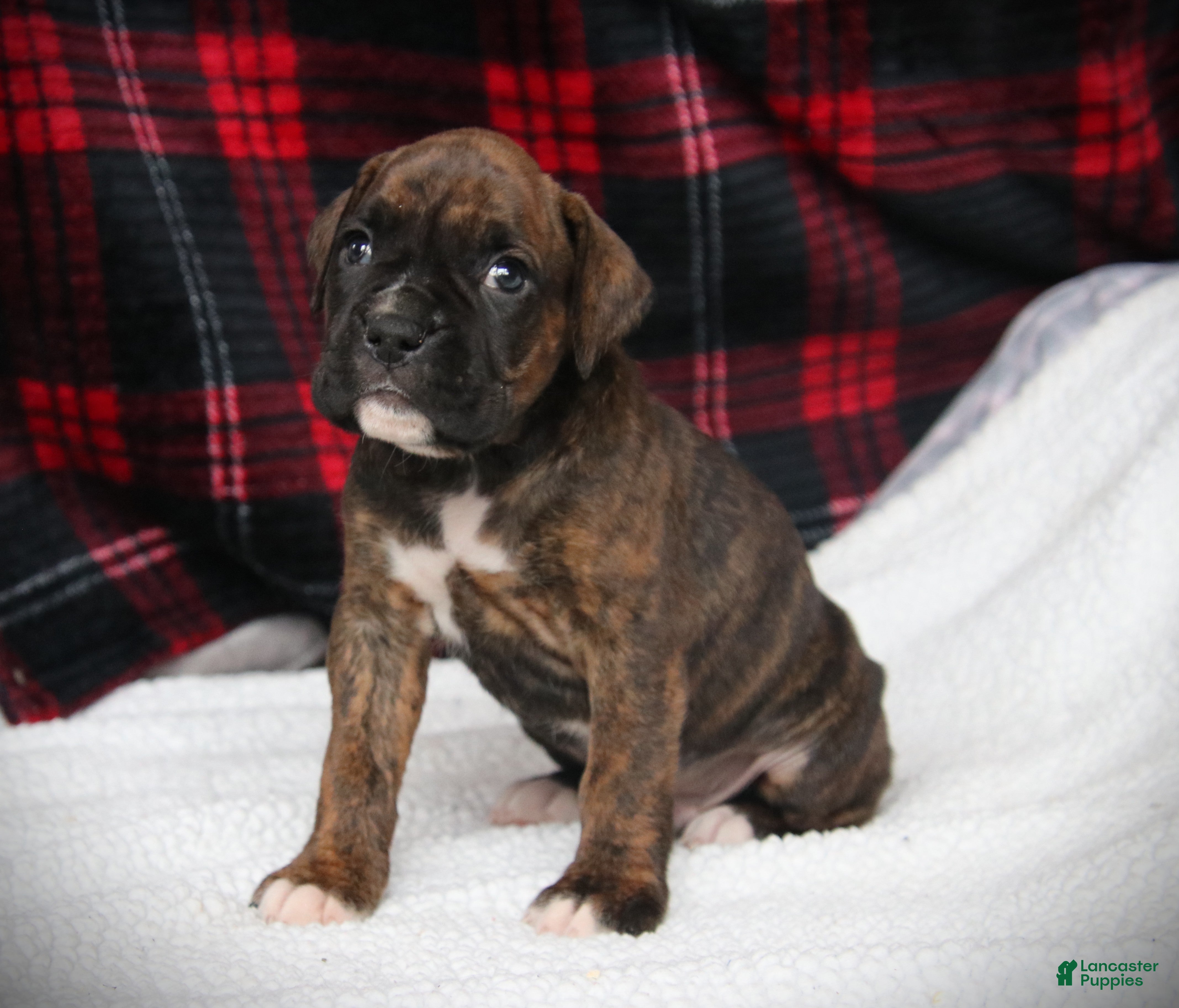 Boxer dogs Georgie - Ad 2