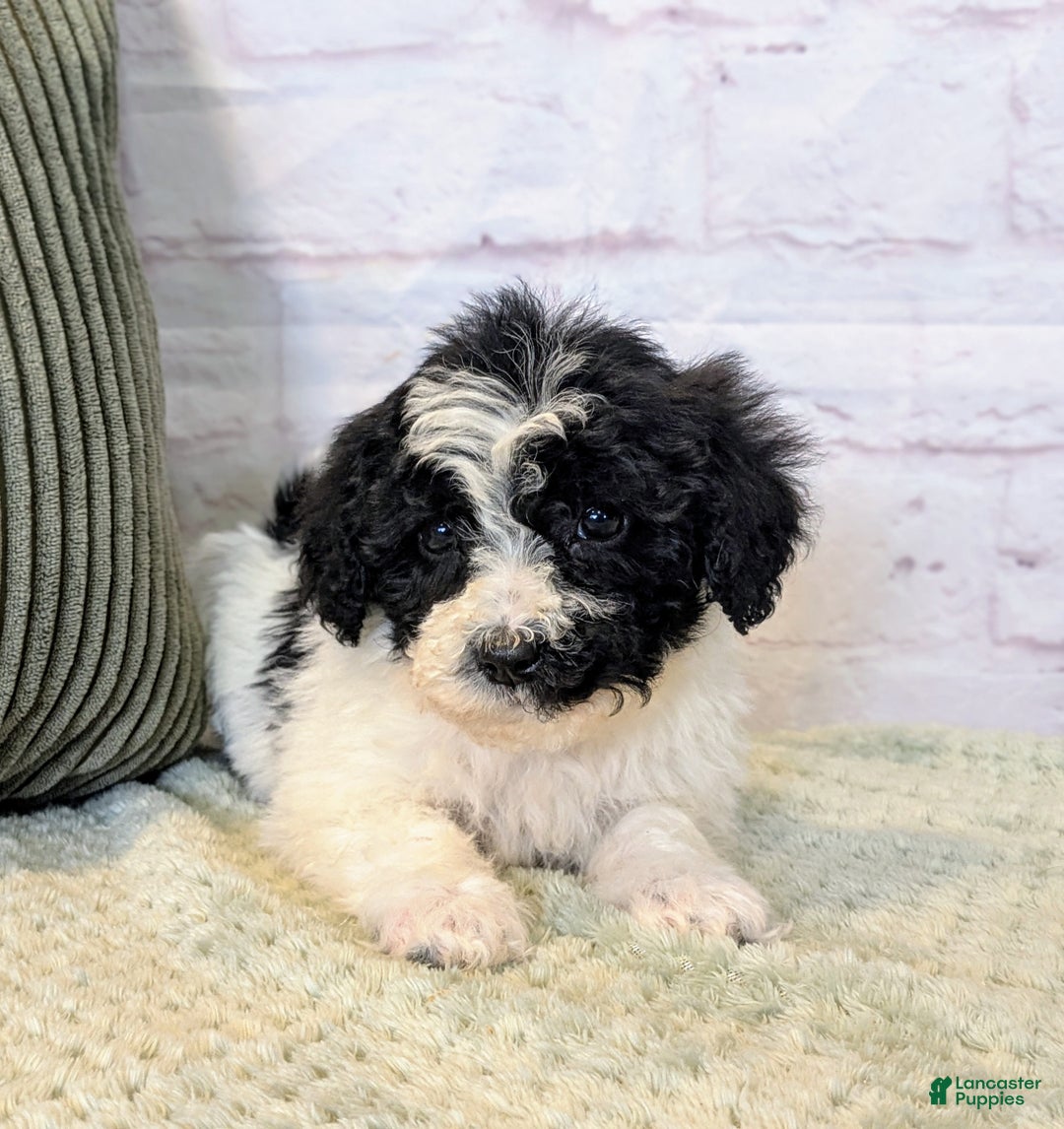 Mixed Breed dogs for sale: Alexia  - Ad 1