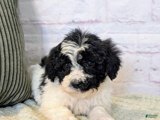 Mixed Breed dogs Alexia - Ad 32