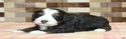 Mini Bernedoodle dogs for sale: Rudy - Ad 2